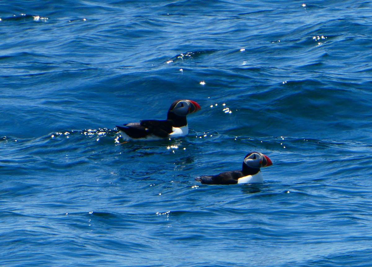Atlantic Puffin - ML642083135