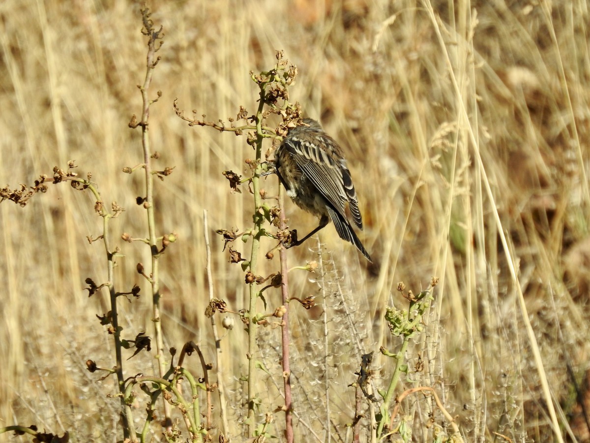 Yellow-rumped Warbler (Audubon's) - ML642083138