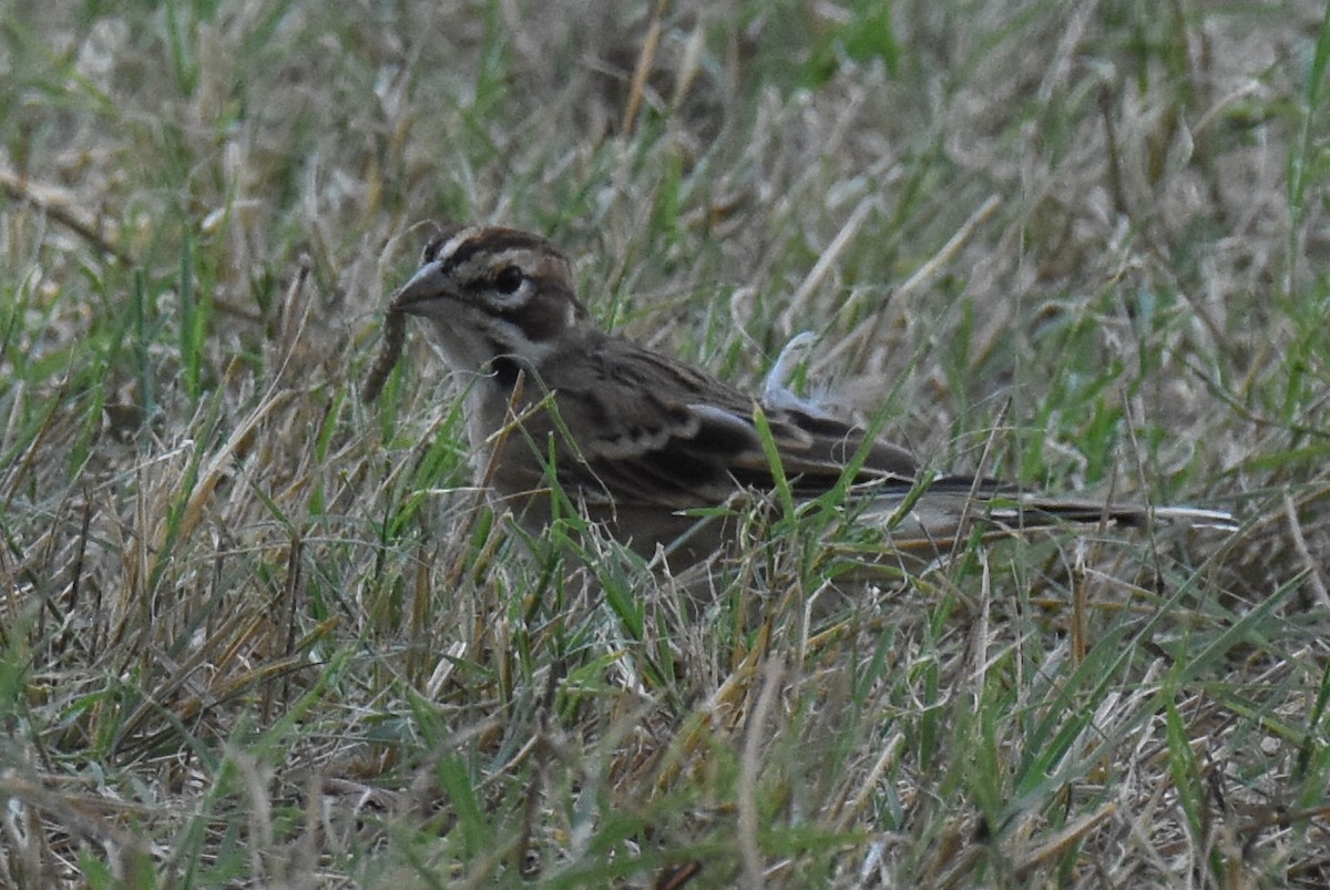 Lark Sparrow - ML642083144