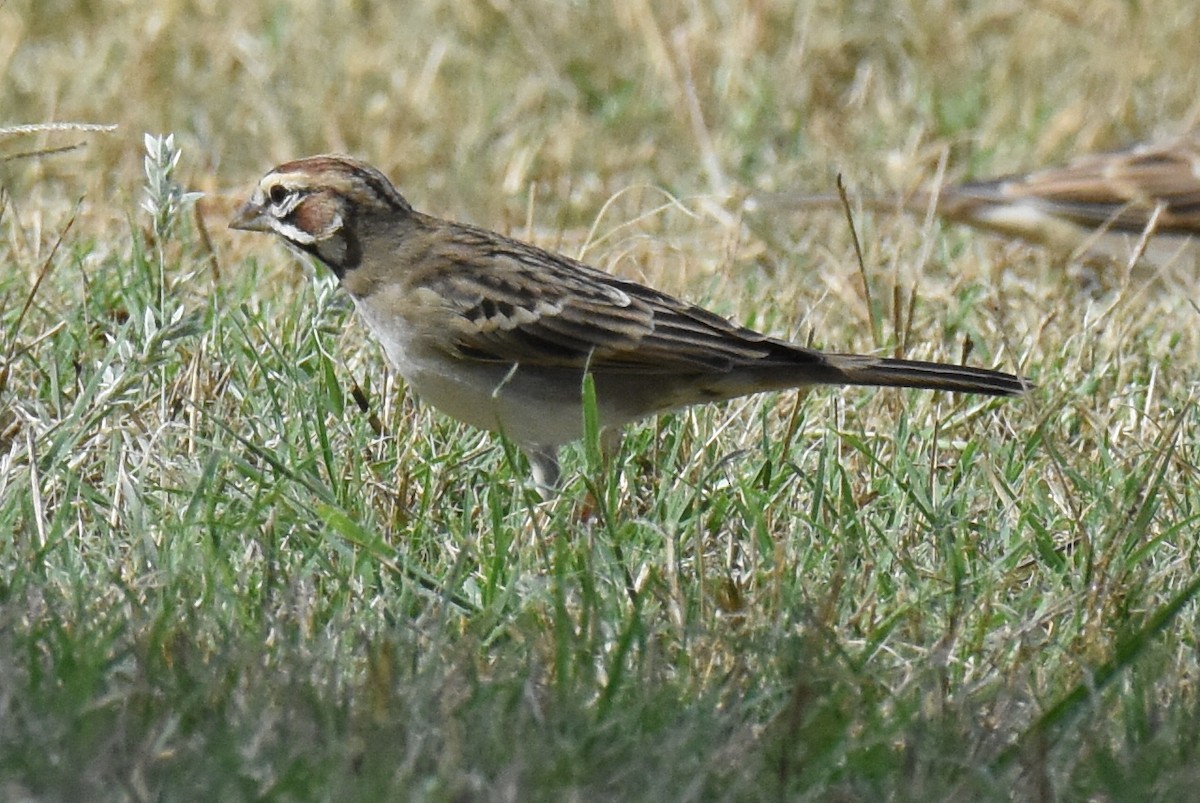 Lark Sparrow - ML642083145