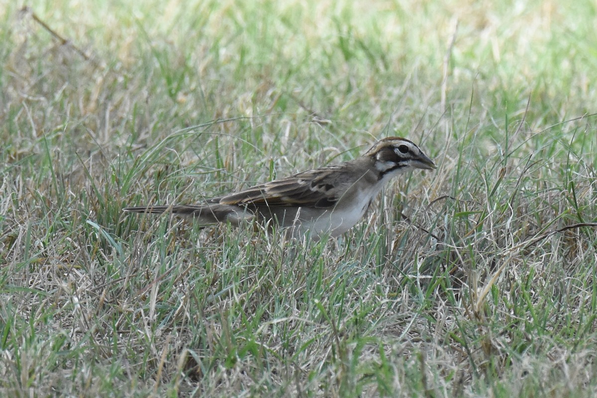 Lark Sparrow - ML642083146