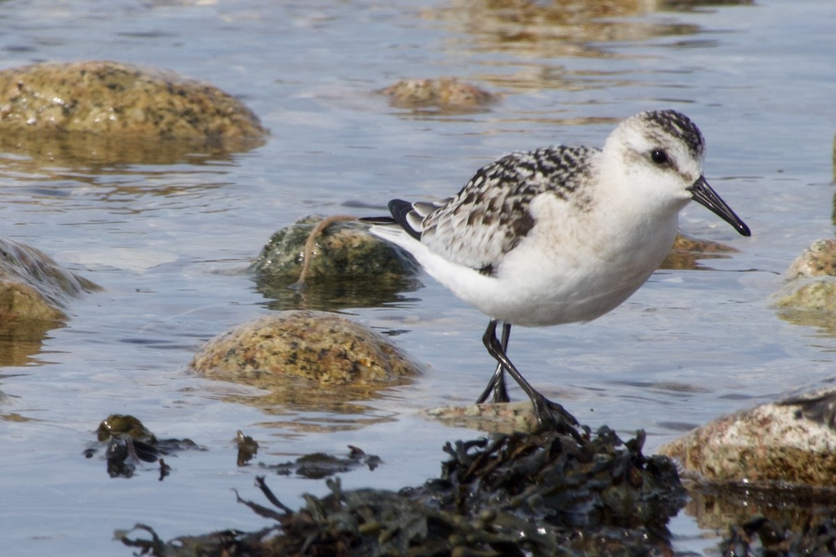 Sanderling - ML642083149