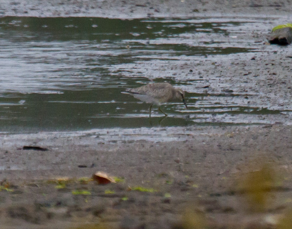 Red Knot - ML642083151