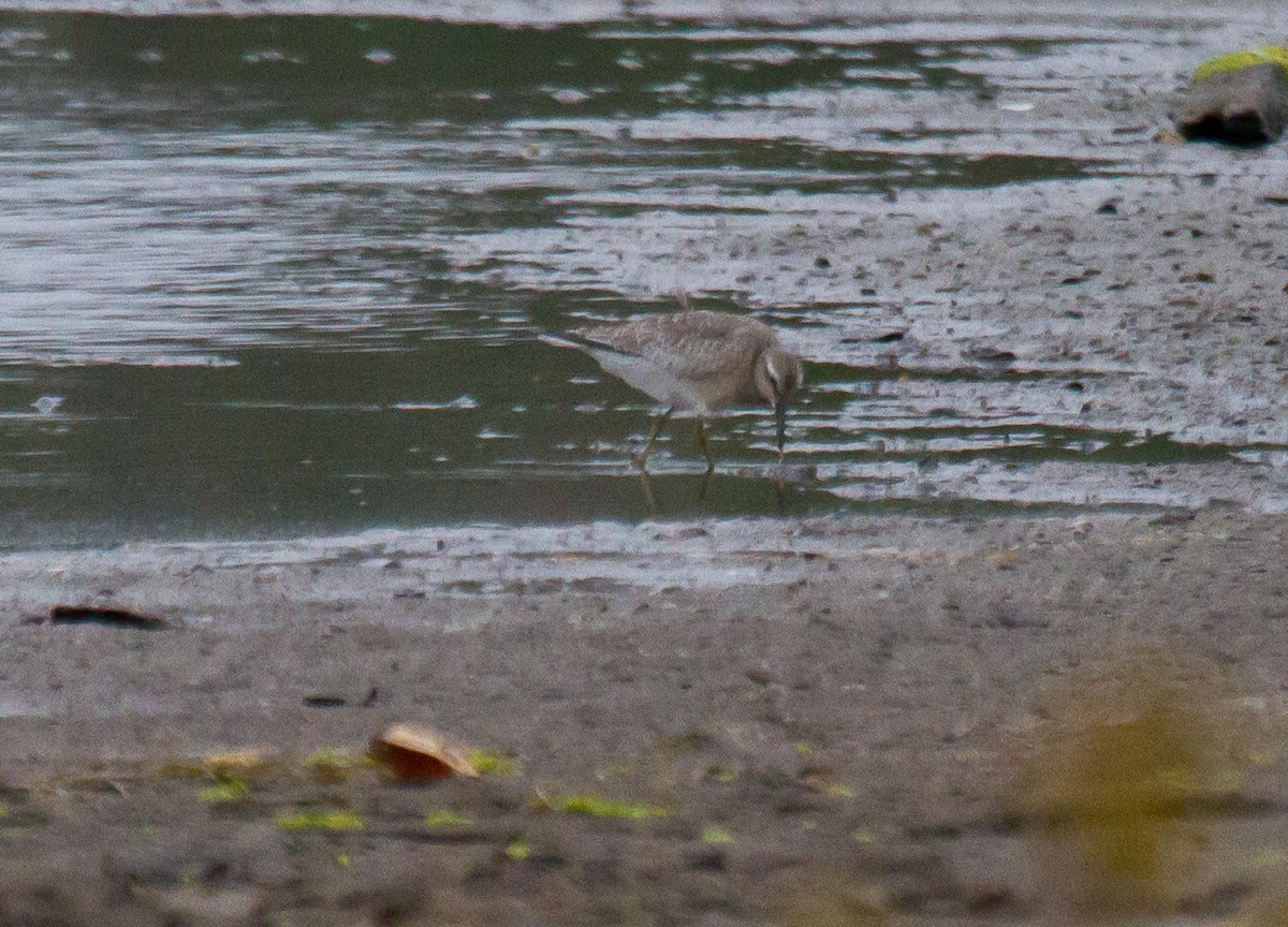 Red Knot - ML642083152