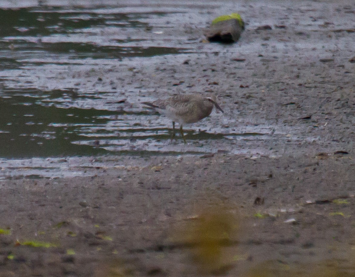 Red Knot - ML642083153
