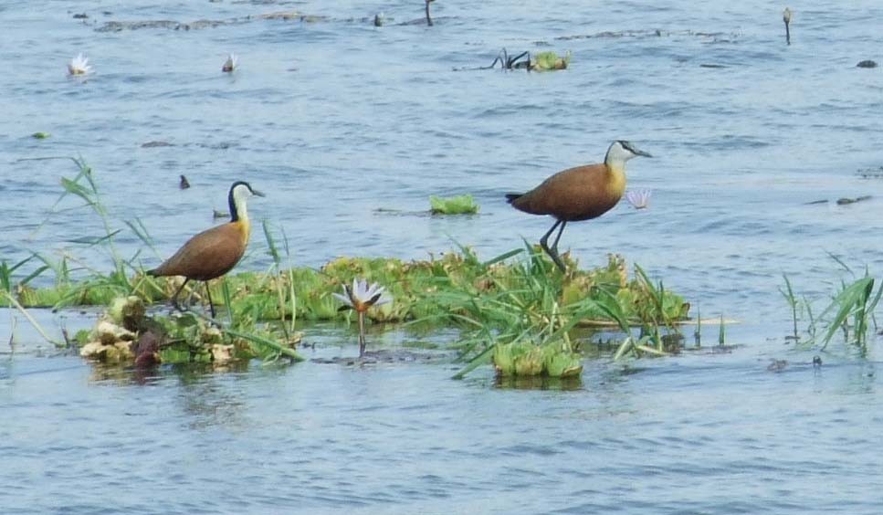 African Jacana - ML642083154