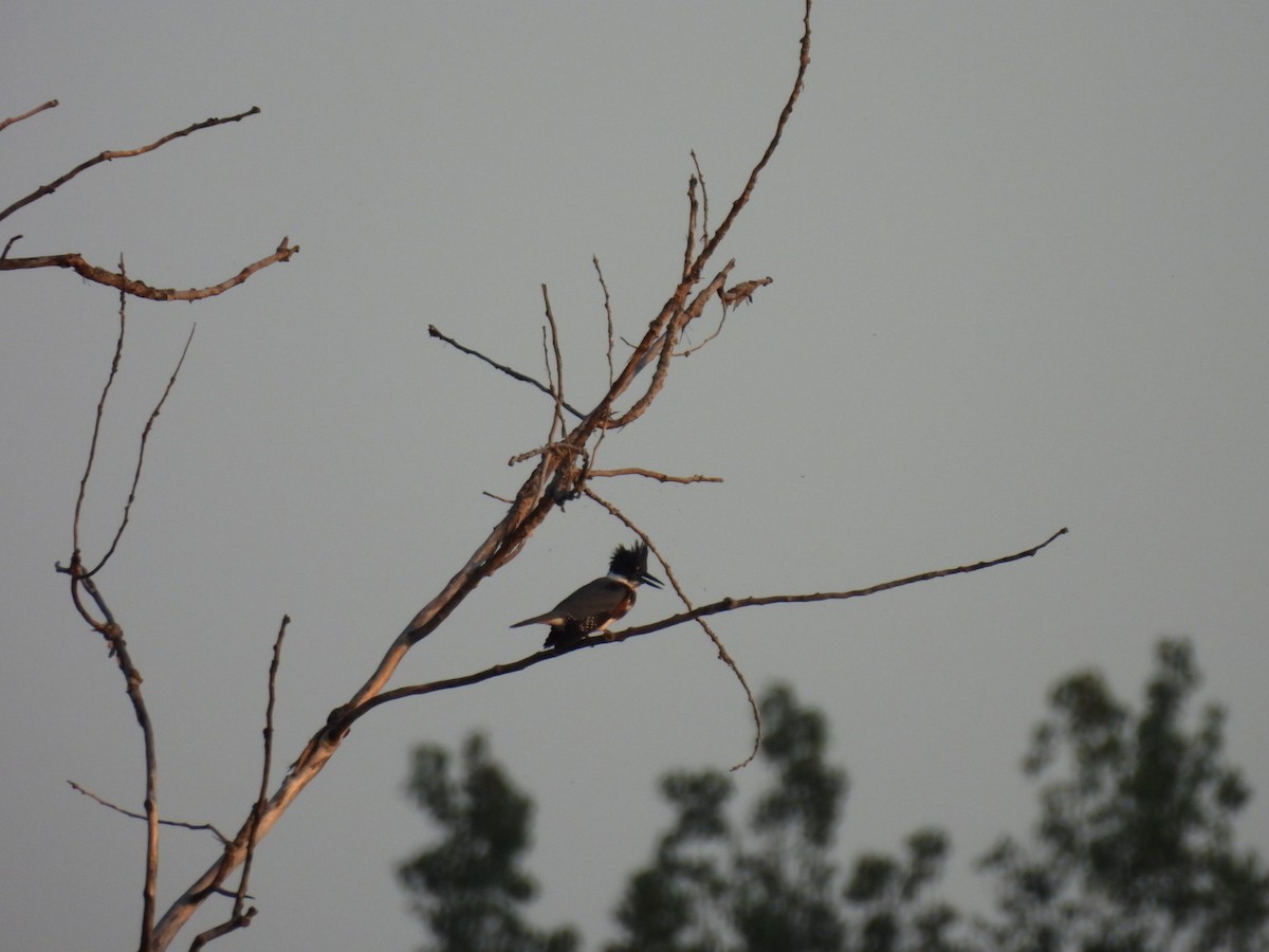Belted Kingfisher - ML642083200