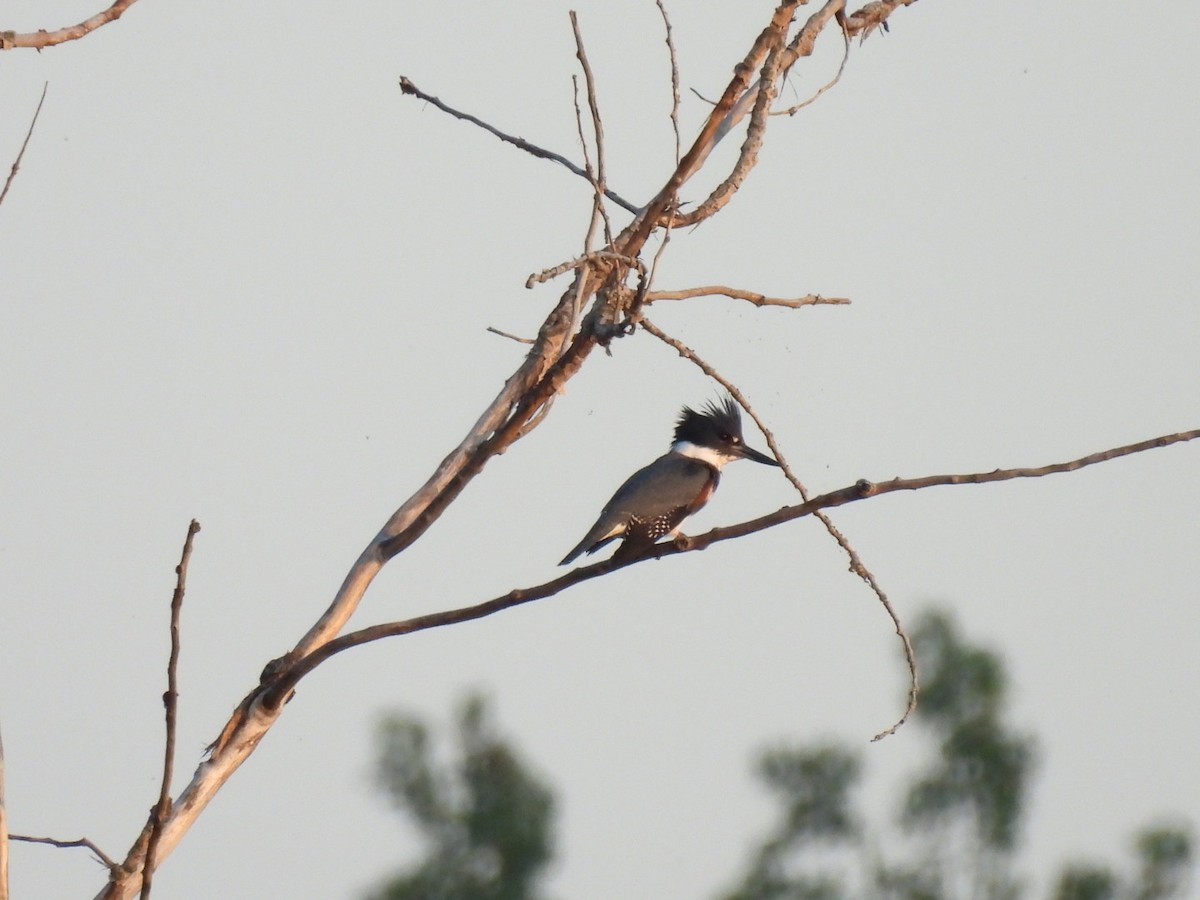 Belted Kingfisher - ML642083201
