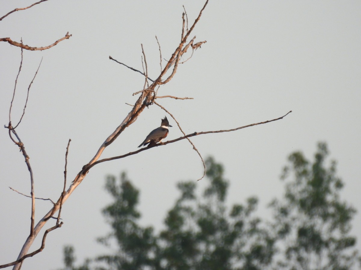 Belted Kingfisher - ML642083202