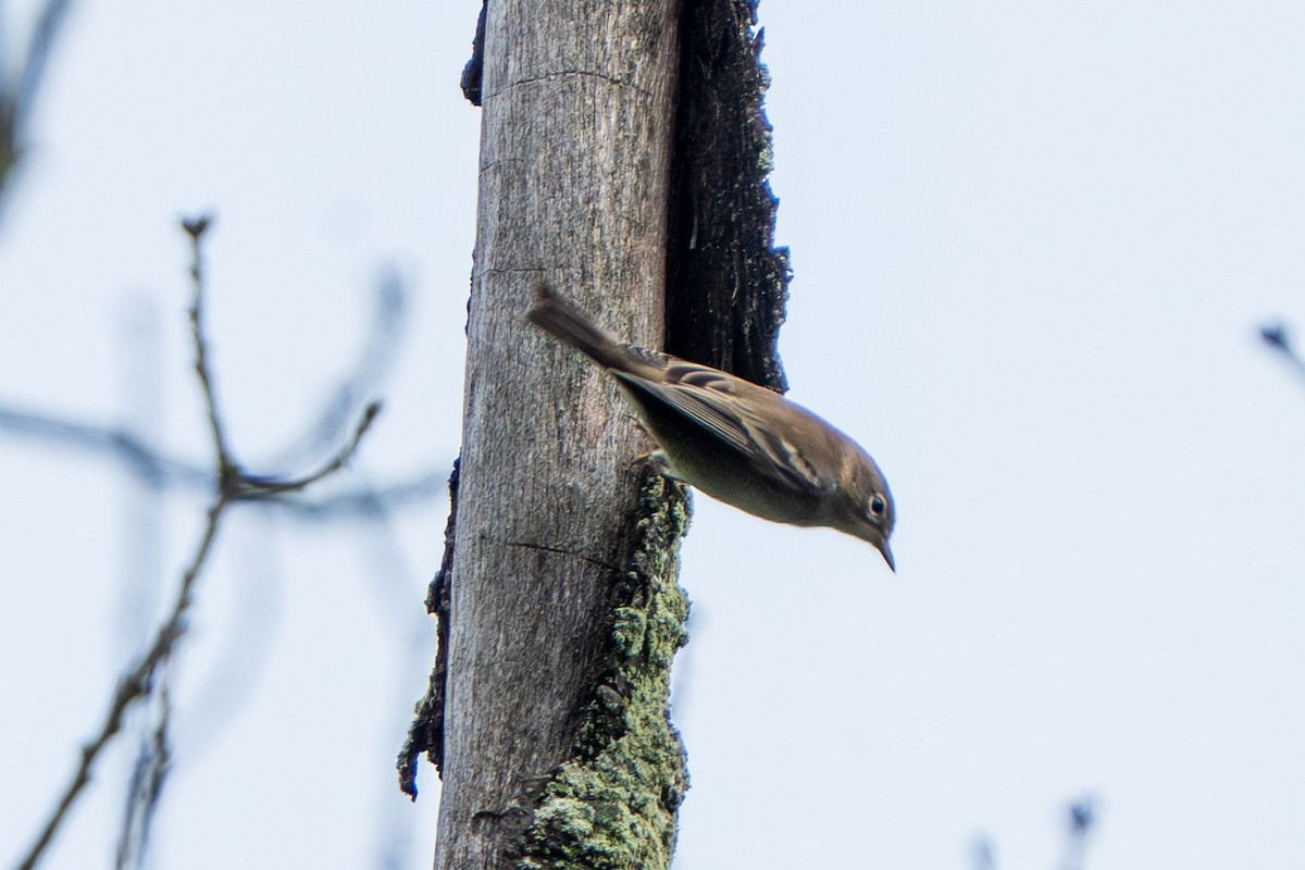 Pine Warbler - ML642083209