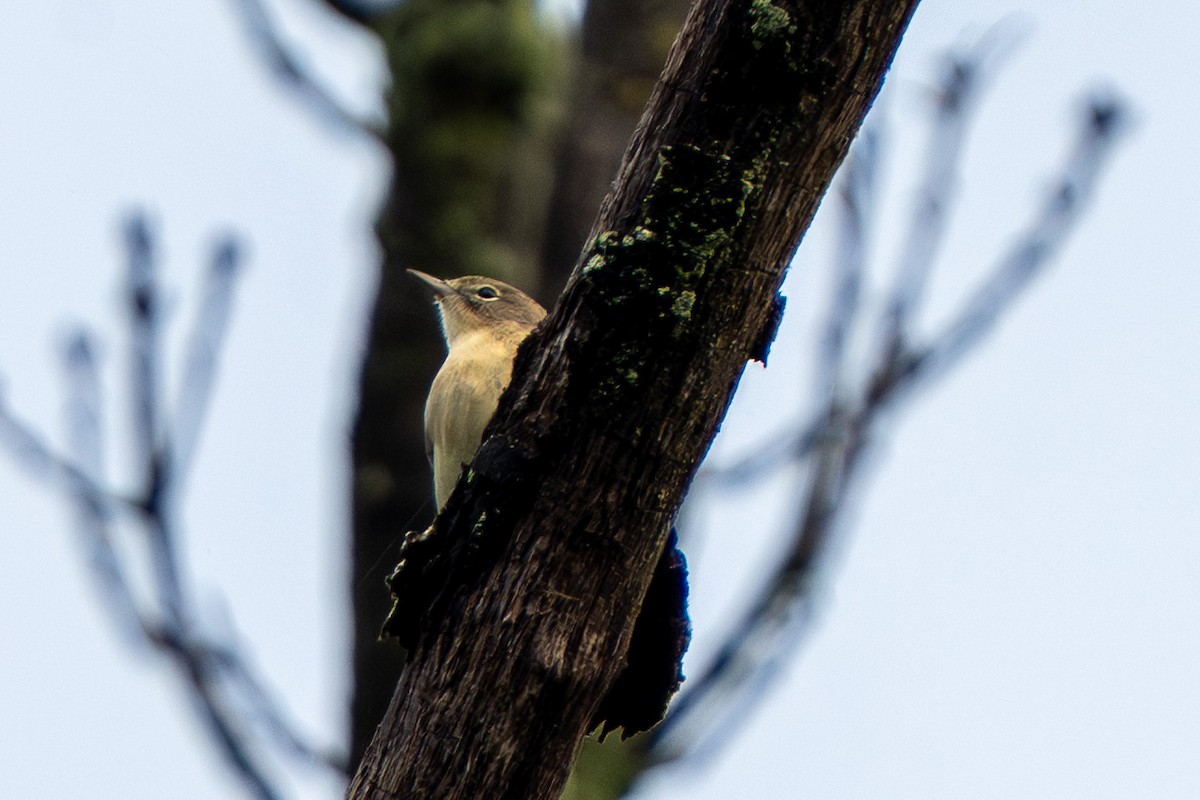 Pine Warbler - ML642083210