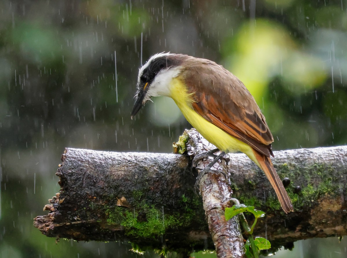 Great Kiskadee - ML642083211