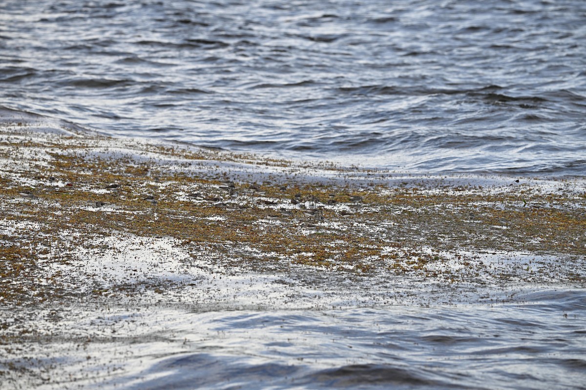 Semipalmated Sandpiper - ML642083216