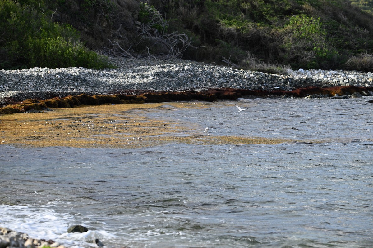 Semipalmated Sandpiper - ML642083217