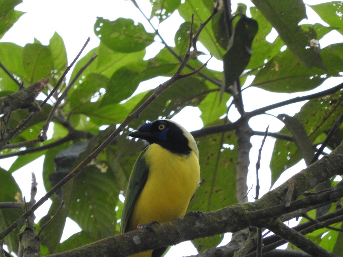 Green Jay - ML642083229