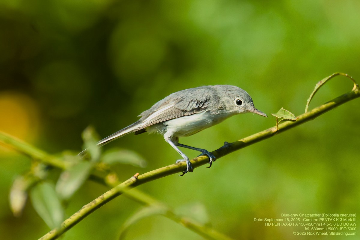 Blue-gray Gnatcatcher - ML642083231