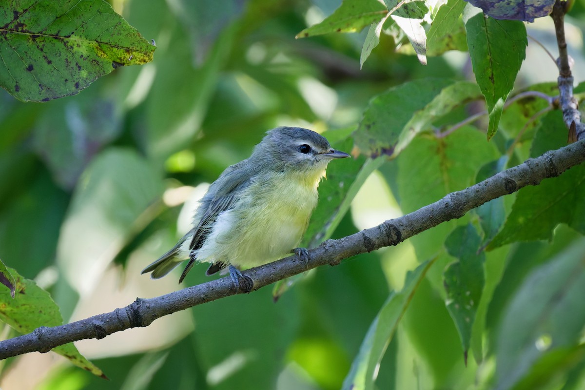 Philadelphia Vireo - ML642083236