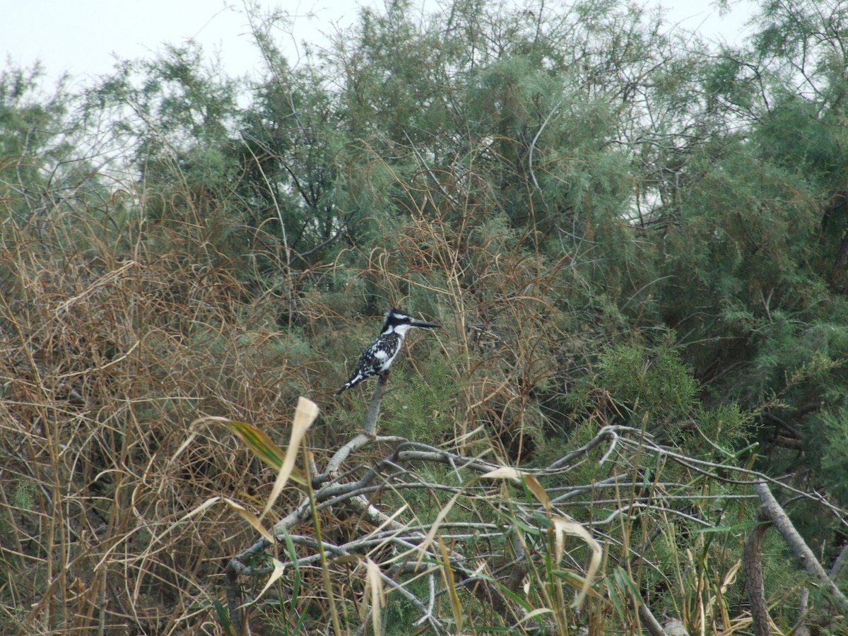 Pied Kingfisher - ML642083245