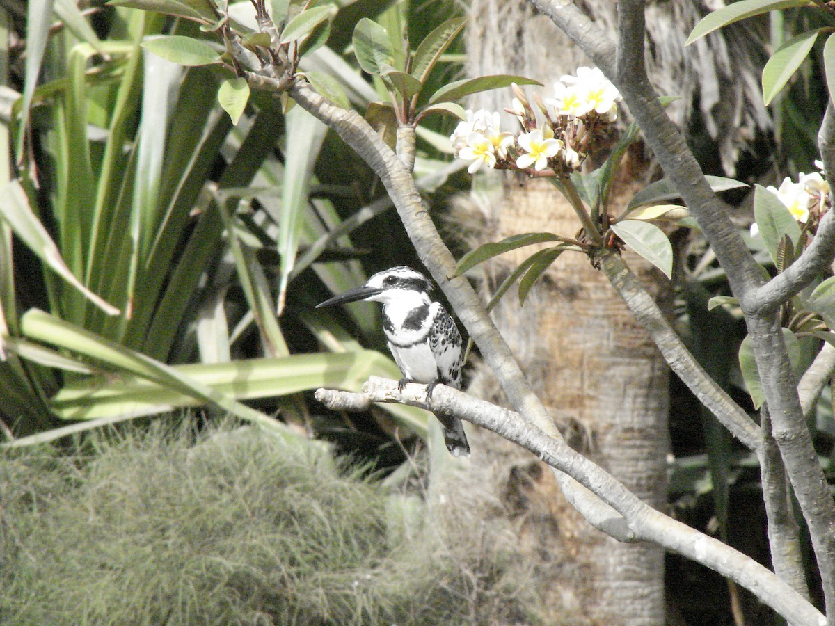 Pied Kingfisher - ML642083246
