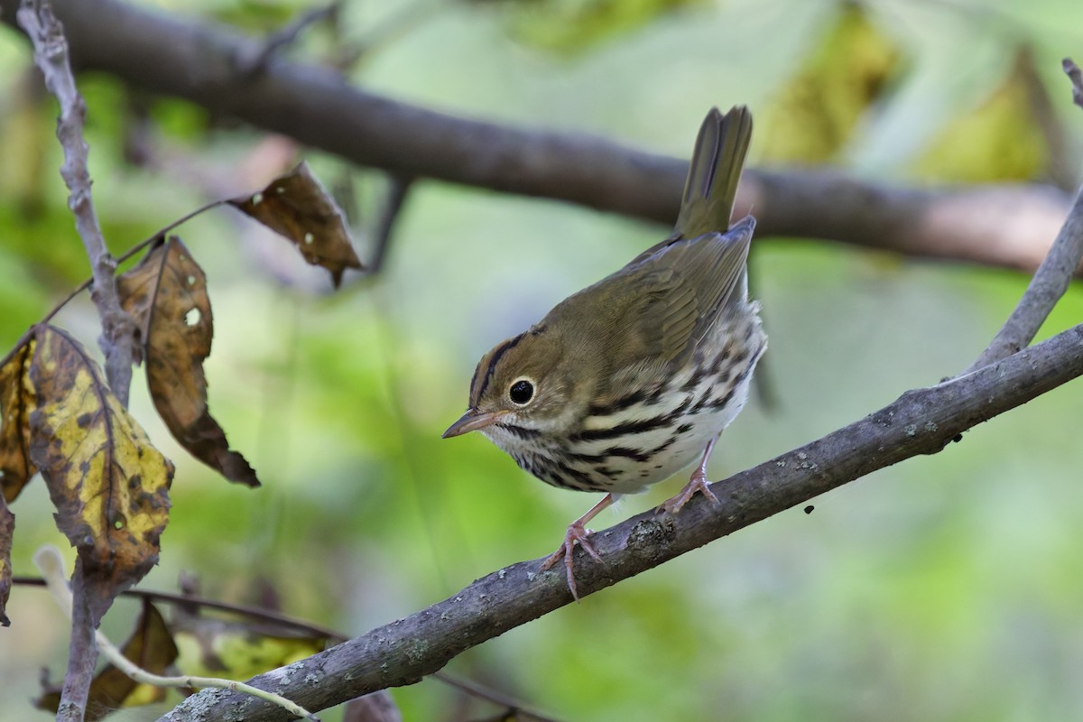 נחלית זהובת-כיפה - ML642083249