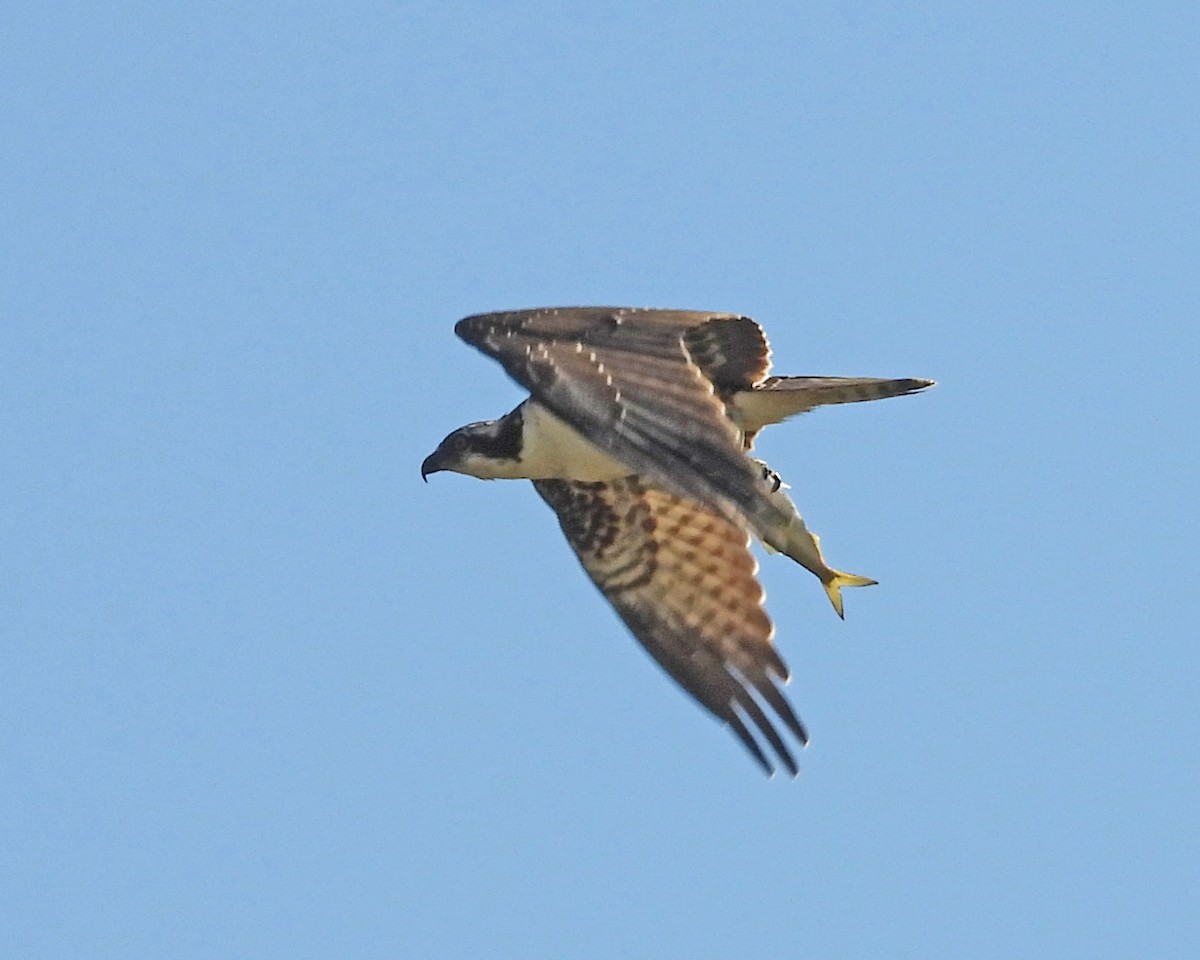 Osprey - ML642083252