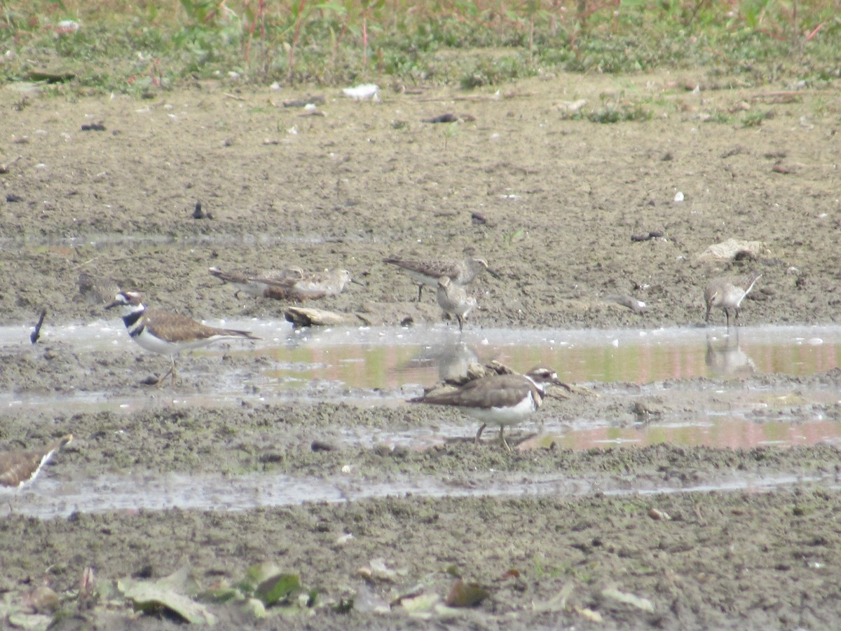White-rumped Sandpiper - ML642083254