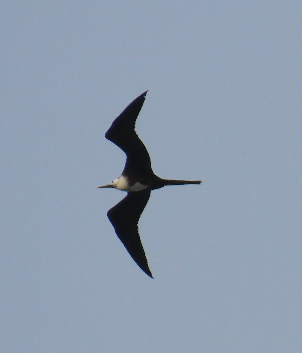 Magnificent Frigatebird - ML642083263