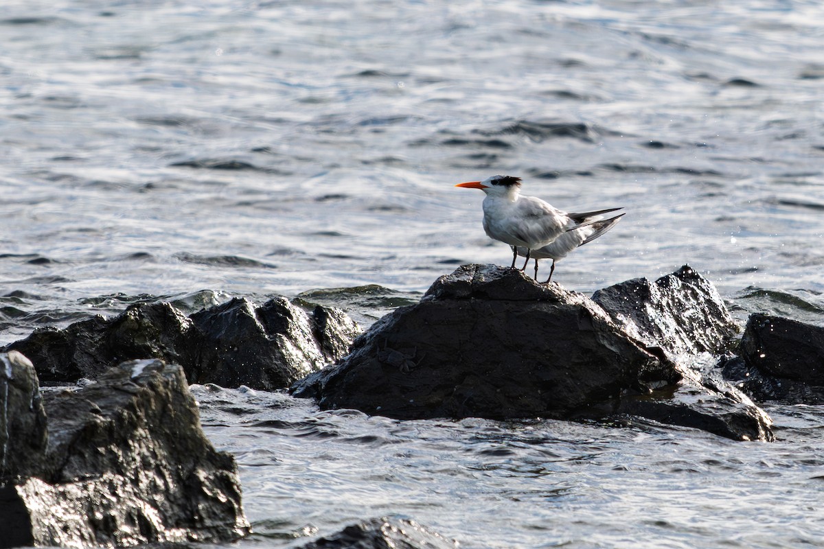 Royal Tern - ML642083270