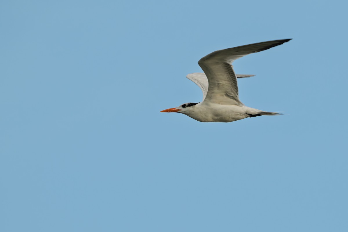 Royal Tern - ML642083271