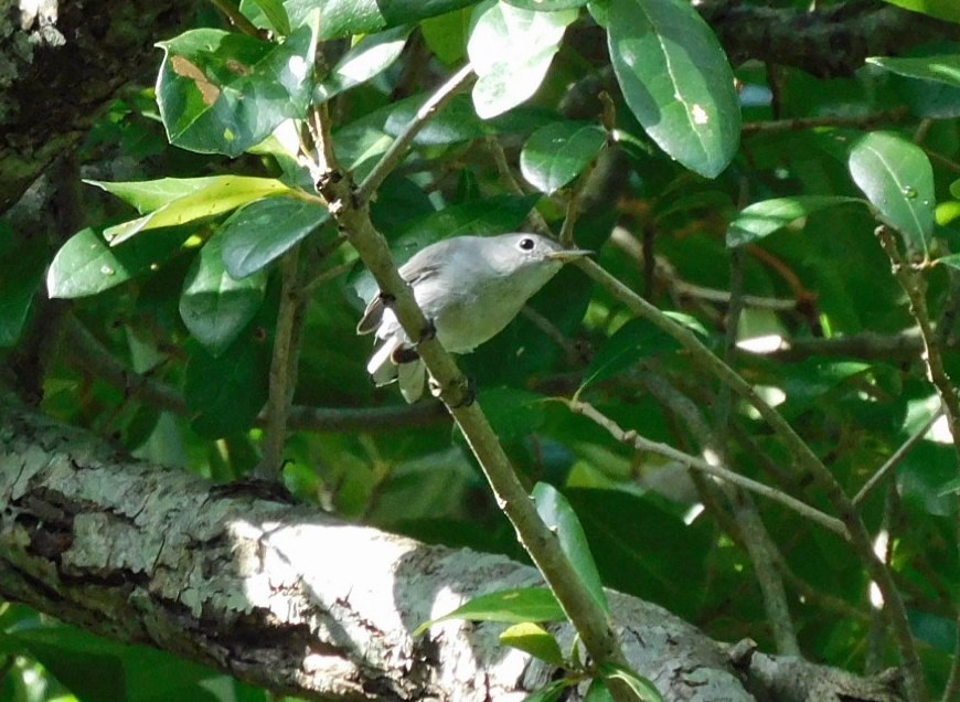 Blue-gray Gnatcatcher - ML642083293