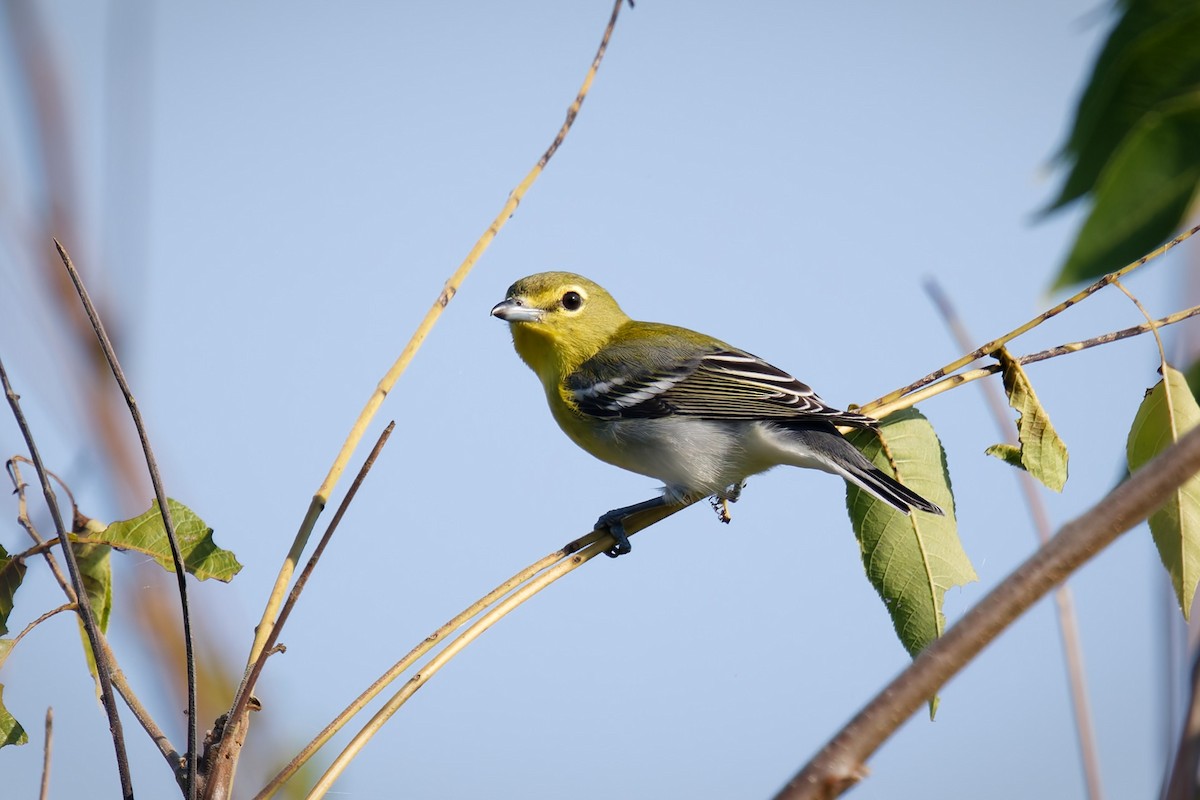 ויראו צהוב-גרון - ML642083294