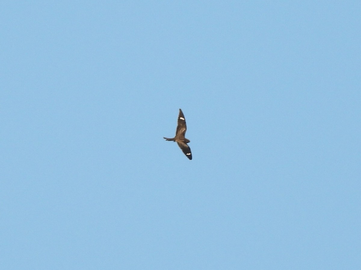 Common Nighthawk - ML642083299