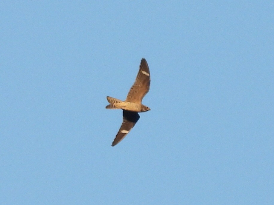 Common Nighthawk - ML642083301