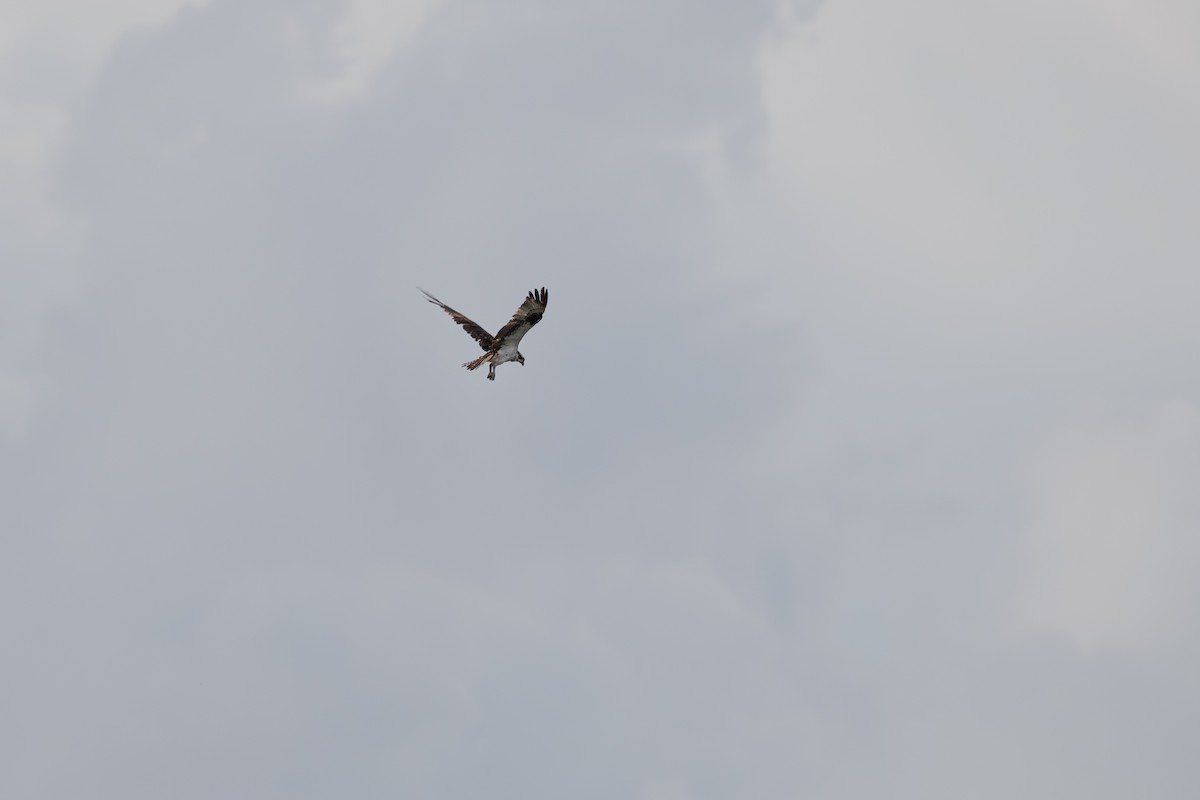 Osprey - ML642083302