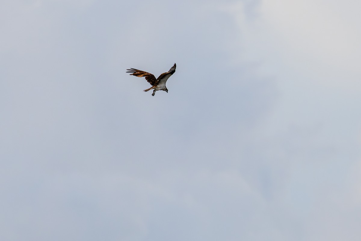 Osprey - ML642083303
