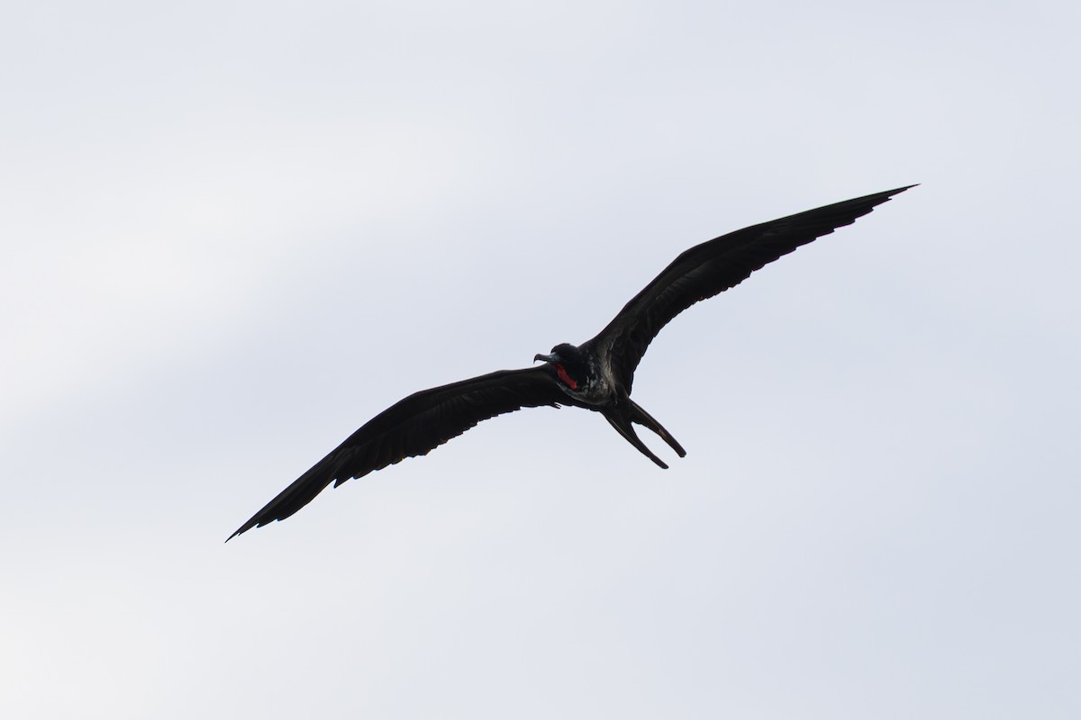 Magnificent Frigatebird - ML642083309