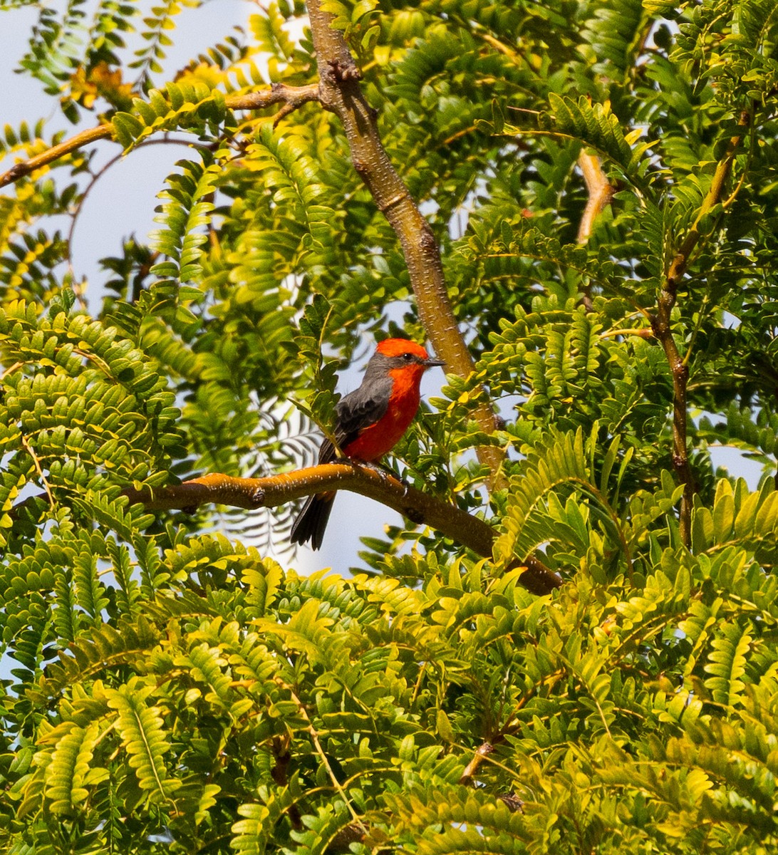 Vermilion Flycatcher - ML642083311