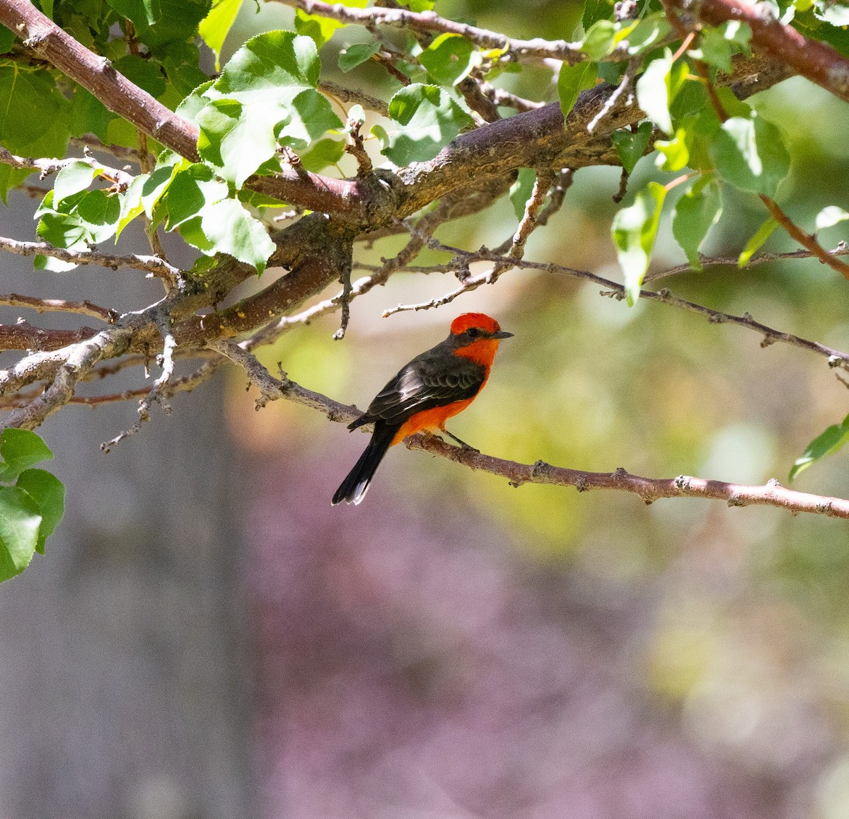 Vermilion Flycatcher - ML642083312