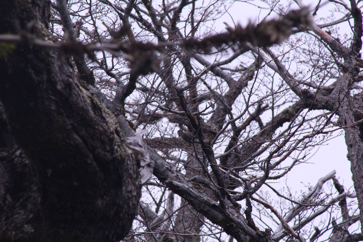 Striped Woodpecker - ML642083313