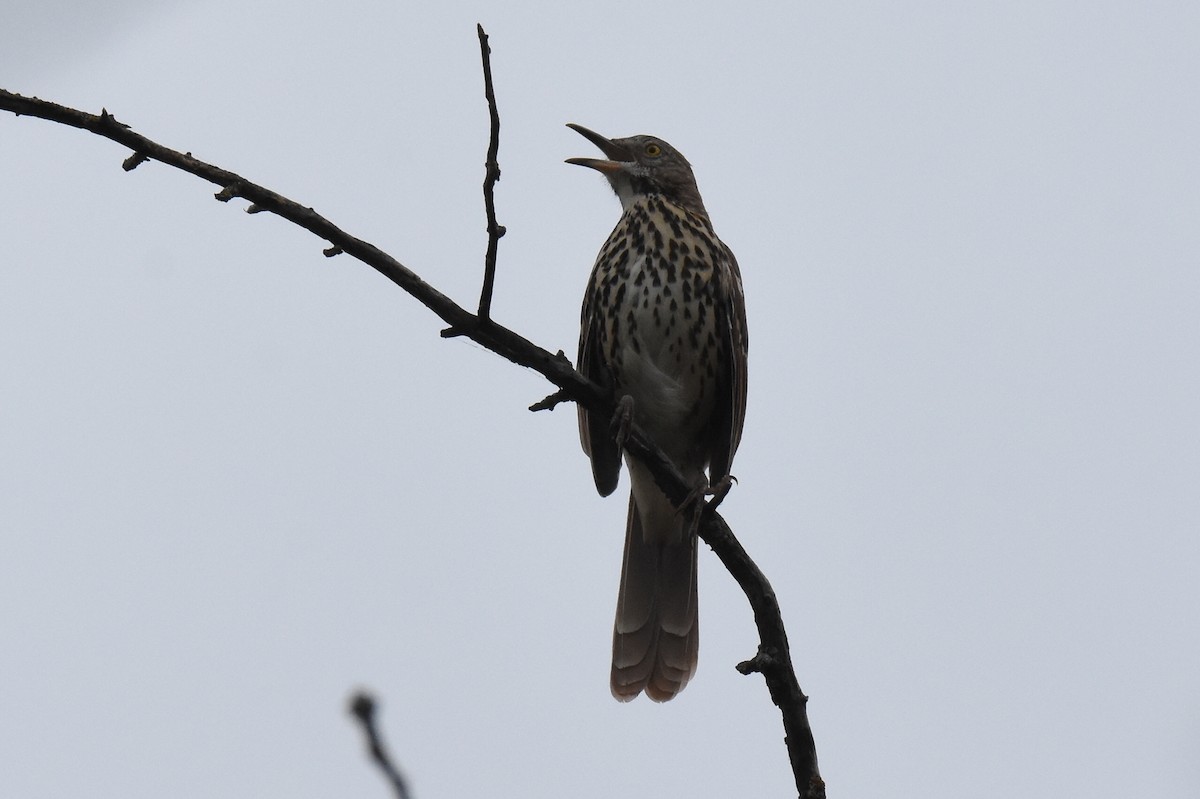 Brown Thrasher - ML642083317