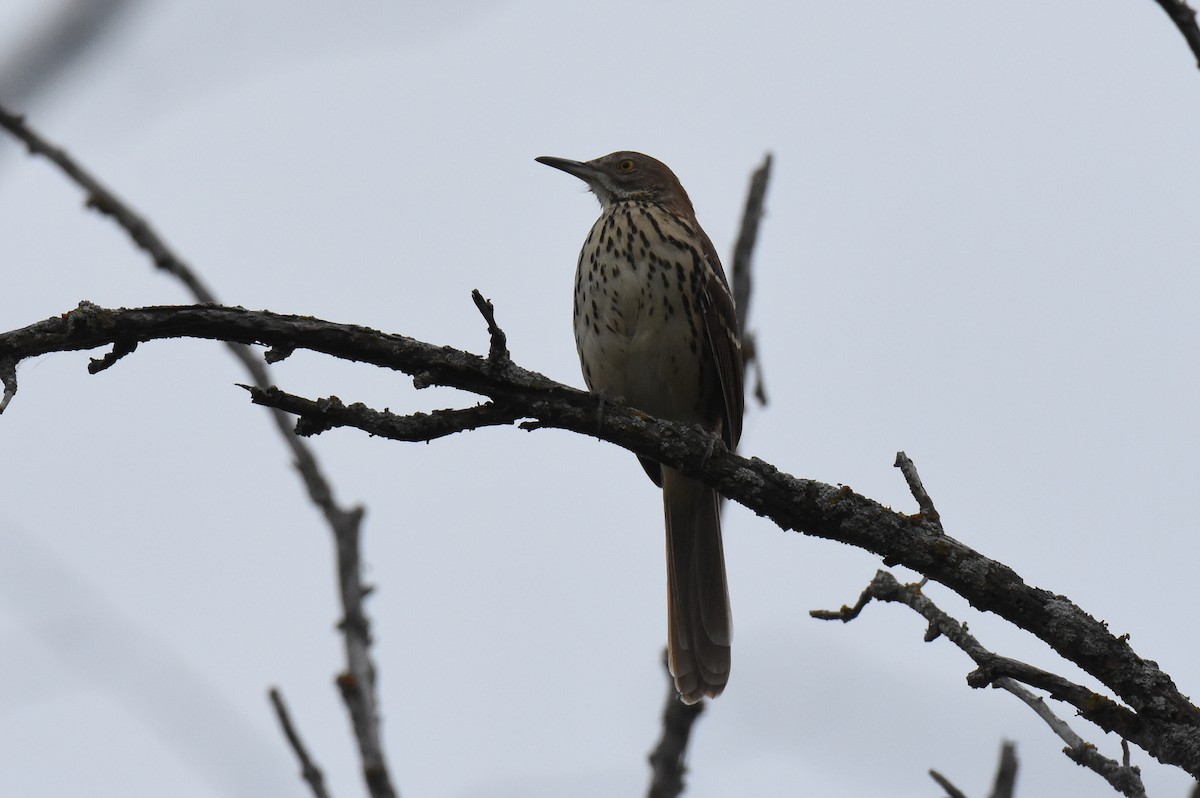 Brown Thrasher - ML642083318