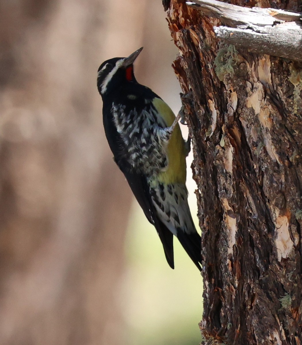 Williamson's Sapsucker - ML642083321