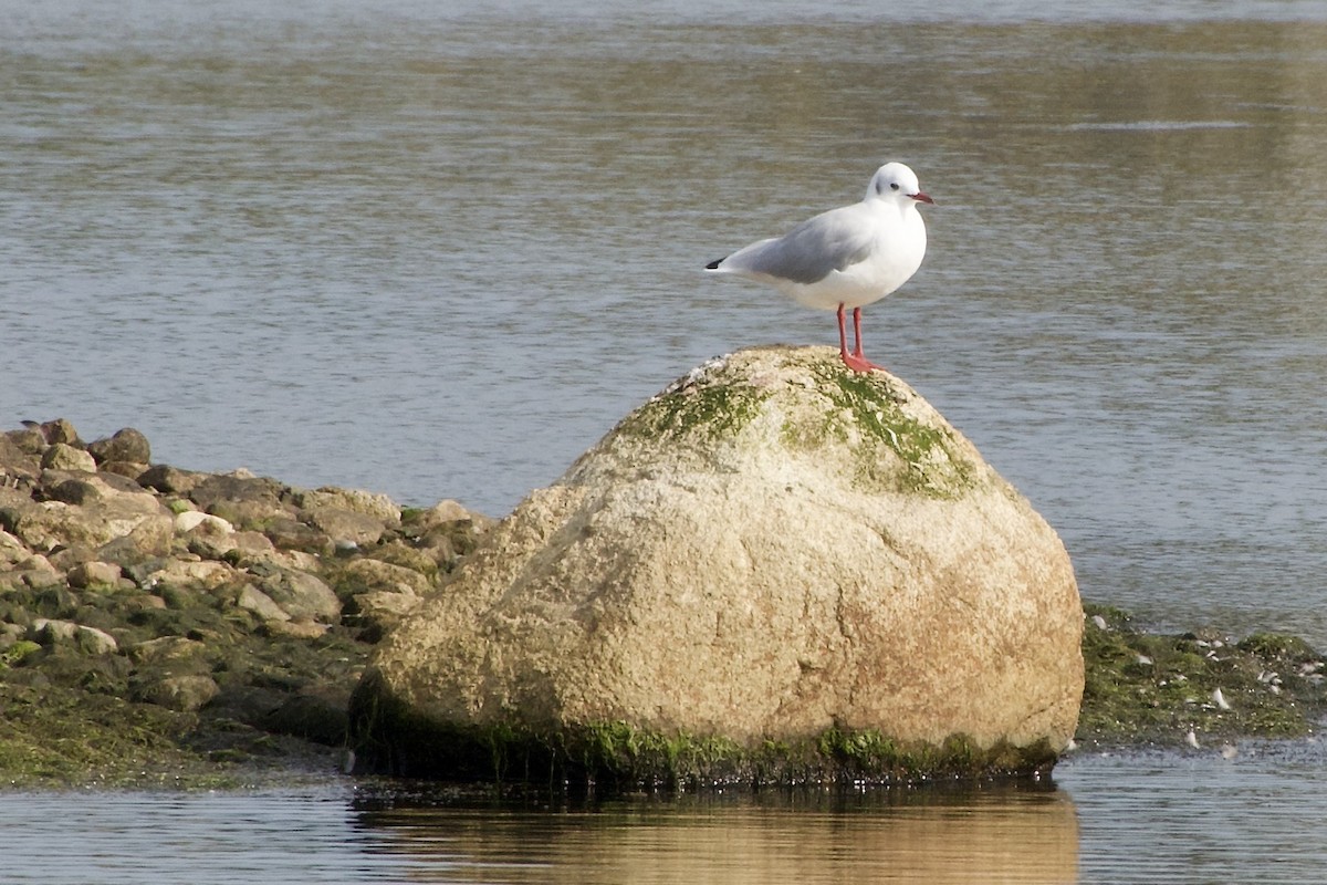 Black-headed Gull - ML642083323