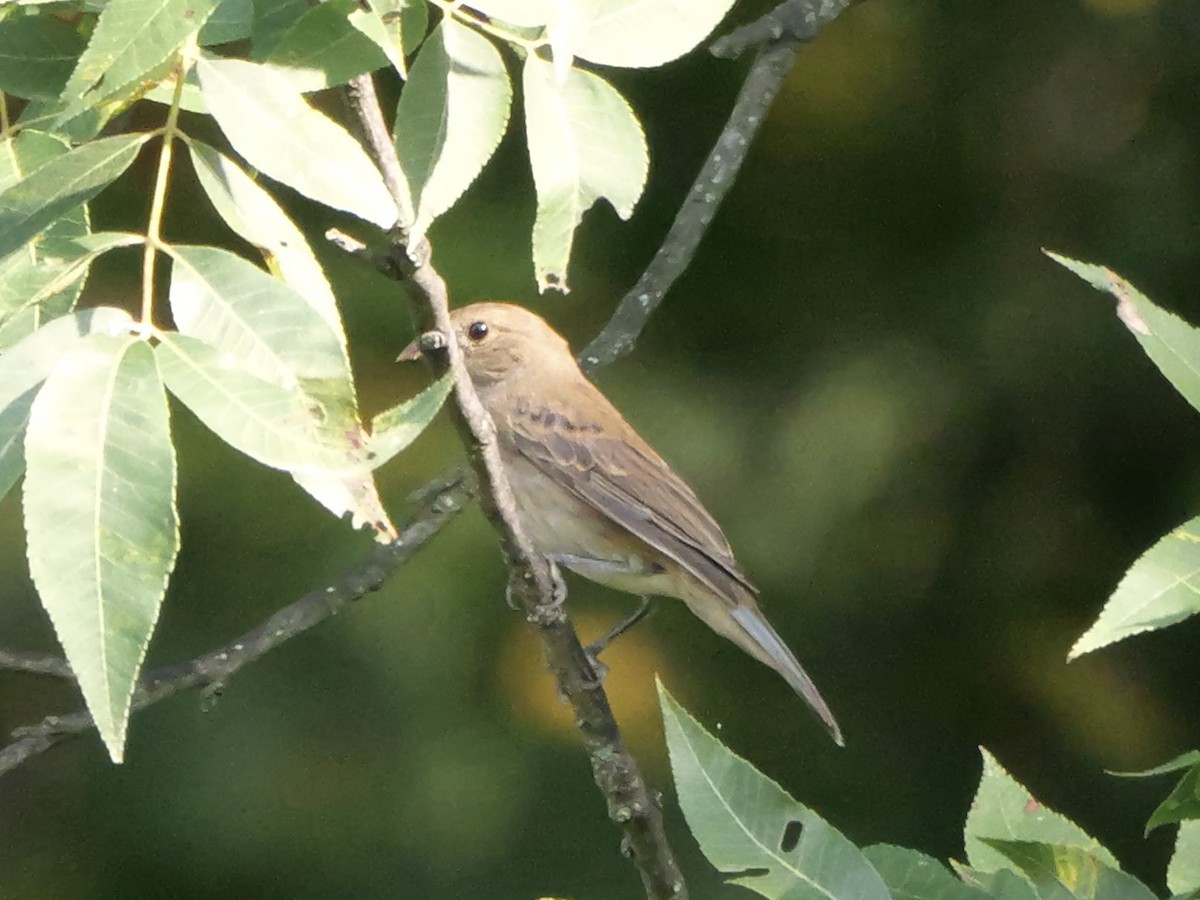 Indigo Bunting - ML642083336