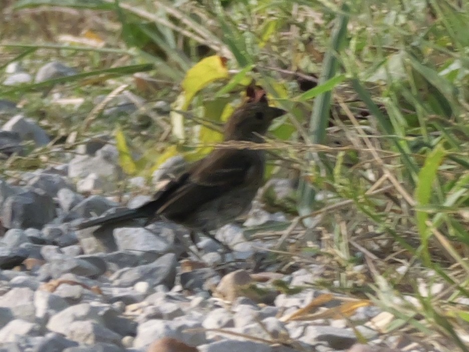 Indigo Bunting - ML642083337
