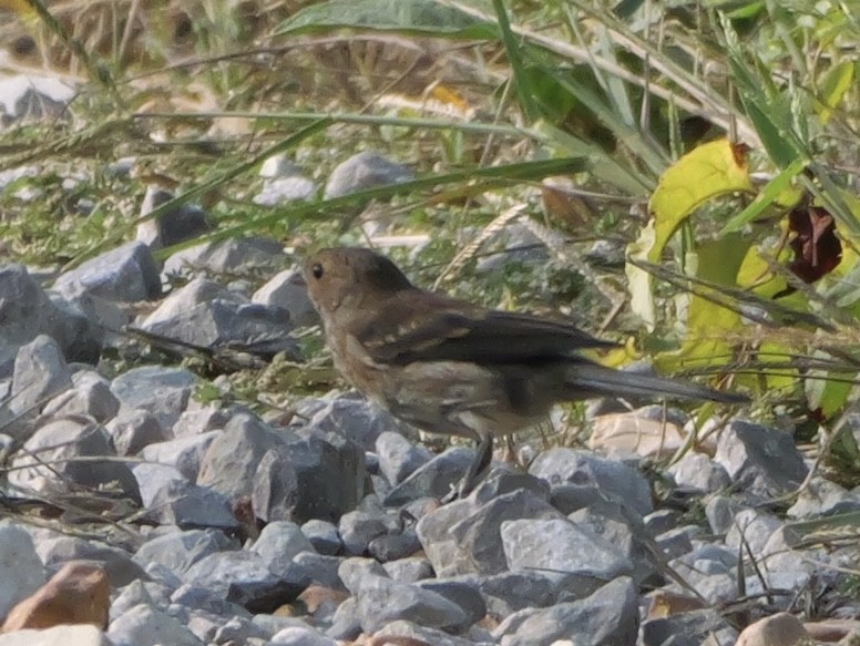 Indigo Bunting - ML642083338
