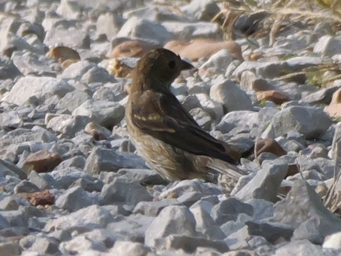 Indigo Bunting - ML642083339