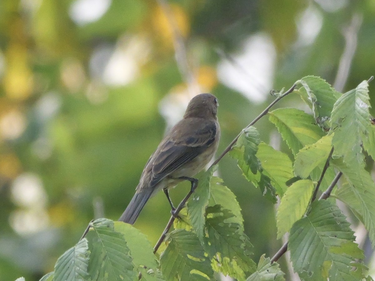 Indigo Bunting - ML642083340
