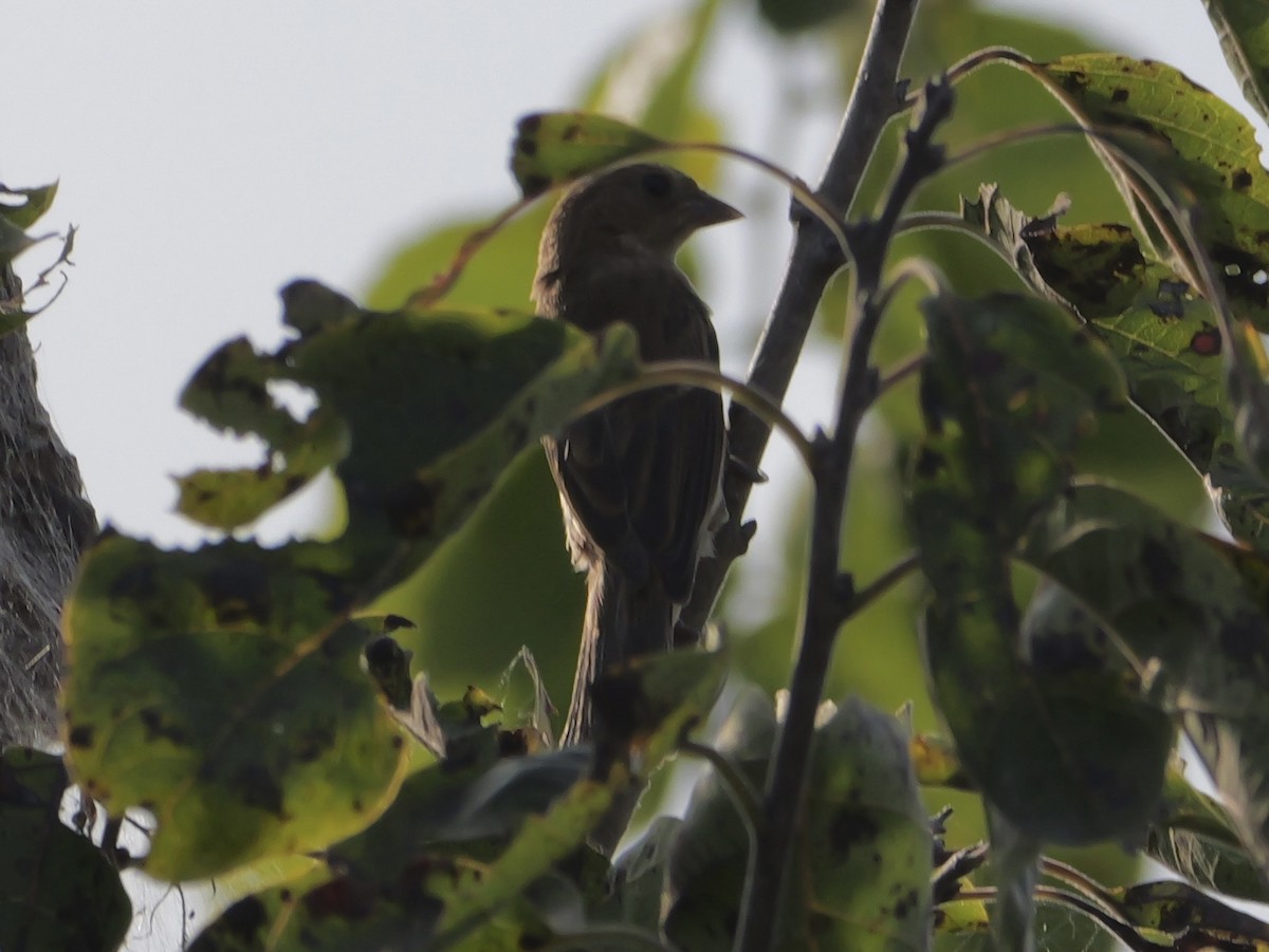 Indigo Bunting - ML642083342