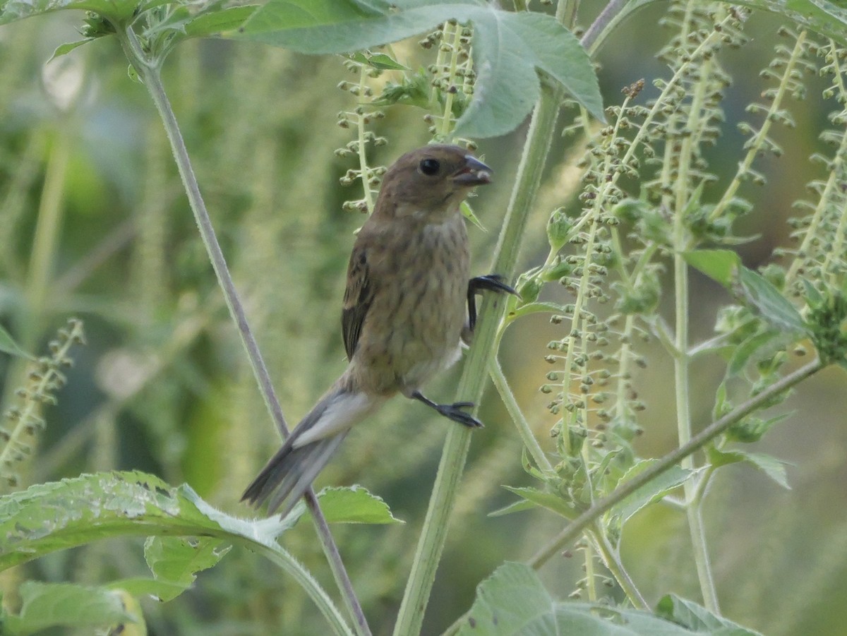 Indigo Bunting - ML642083343
